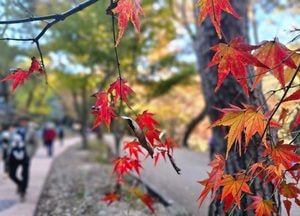 [내일 날씨] 맑지만 새벽 짙은 안개…일교차 15℃