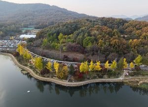 노랗게 물든 이천 설봉호수 둘레길