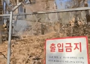 [영상] 수원서 파장동 산불...전동톱 배터리에서 불꽃 목격, 500㎡ 소실
