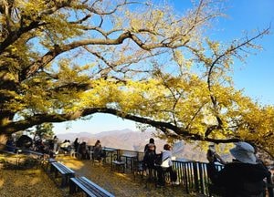 수종사 은행나무 아래서 즐기는 '만추'