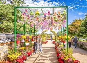 ‘계양아라온 가을꽃 축제’ 41만명 다녀가…도심 속 자연명소 자리매김