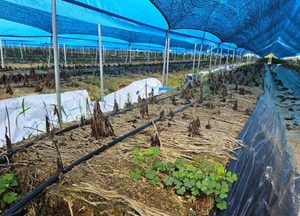 안성시, 겨울철 한파·폭설 대비 ‘농업시설 안전 관리 강화’ 나선다