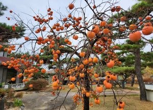 [오늘 날씨] 경기·인천(16일, 일)...맑다가, 늦은 오후 약한 비