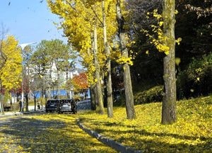 노란 바람이 흐르는 이천 설봉호수공원의 '만추'된 오후