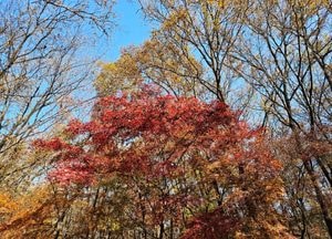 [오늘 날씨] 경기·인천(20일, 목)...흐린 하늘 아래 오전 비·눈, 낮 기온 올라 포근