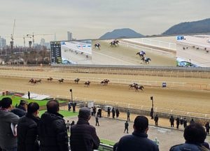 과천 렛츠런파크, 주말 경마장 북적