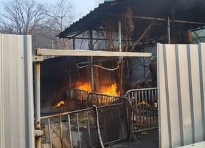 김포 월곶면 돼지축사 화재…돼지 100마리 폐사