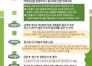 인천 중구, 원도심 위험 수목 선제 정비 추진…대형 수목 20cm 이상 집중 관리