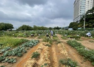 용인시민농장 도시농부 815팀 모집…특별분양·장애인 텃밭 포함