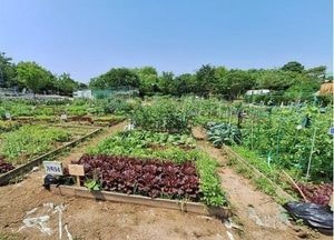인천 부평구, 공영텃밭 626구획 분양…도시농업 참여 확대
