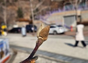 우수 하루 앞둔 용문산, 목련 꽃눈 ‘외피 벗기 시작’