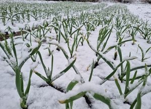 [내일 날씨] 수도권 비·눈 이어져…경기북동부 최대 7cm 눈