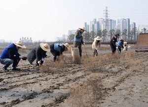 인천항만공사, 소래습지 갯벌 복원 ‘염생식물 파종’…블루카본 확대