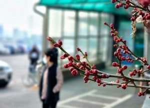 홍매 봉오리 맺혀…봄 문턱