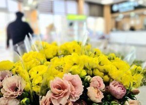 부케 같은 화사한 봄꽃…'라넌큘러스' 눈길