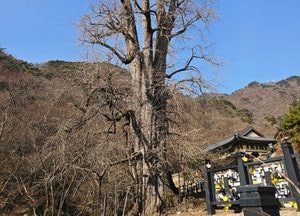 [내일 날씨] 아침 영하권 쌀쌀…경기내륙 일교차 최대 15℃