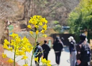 용인 에버랜드에 핀 봄 유채꽃