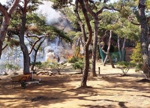 화성 사랑리 야산서 불…신고 51분 만에 큰 불길 잡아