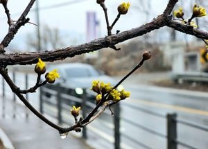 봄비 속 고개 내민 양평개군 산수유