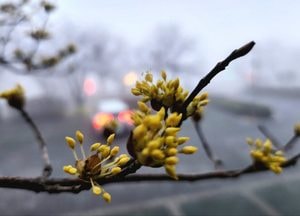 남한강 짙은 안개 속 산수유…노란 봄 신호