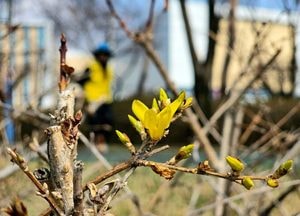 절기상 춘분에 보는 여주 개나리꽃