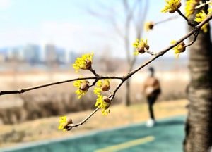 춘분에 걷는 산수유 산책