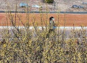 산수유 꽃길서 즐기는 산책