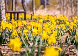 인천 계양아라온 수선화 개화 본격화…3만4000본 꽃물결 장관