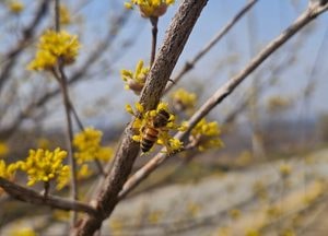 [다음주 날씨] 월~화 비 뒤 맑음…낮 15~19℃ 봄기온