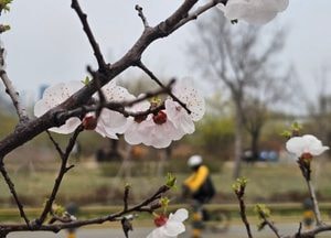 [내일 날씨] 서해안 짙은 안개…밤부터 봄비 시작