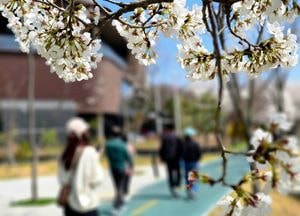 여주 현암동 벚꽃 만개…거리 자체가 꽃 축제장