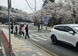 이천시, 설봉공원 벚꽃 만개...주말 4만 상춘객 발길