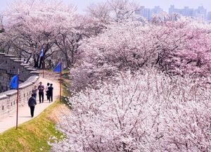 [사진으로 봤다] 벚꽃 따라 걷는 성곽길…수원화성에 내려앉은 봄
