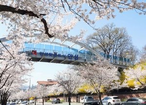 안성시에 봄이 내려앉았다 “벚꽃 만개, 이번 주 절정”