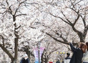 안양시, 11~12일 ‘2026 안양충훈벚꽃축제’ 개최...콘서트·가요제·차없는거리 운영