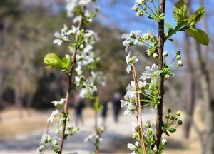 청실리 배꽃 핀 이천 설성면 산책길