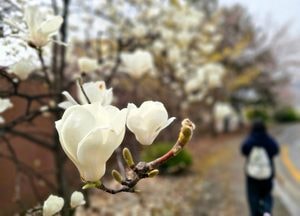 [오늘 날씨] 경기·인천(9일, 목)…천둥·번개 동반 비, 최대 60㎜