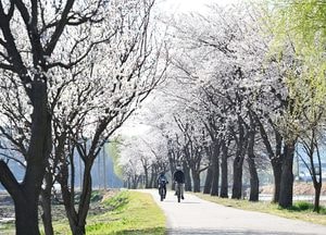 [사진으로 봤다] 벚꽃비 내리는 시흥…도심과 자연, 봄이 겹쳐 흐르다