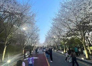 동두천 자유수호평화박물관, 벚꽃 야간개장 14일까지 운영