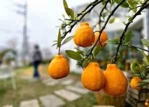 여주 카페에 열린 제주 한라봉…주인의 손길이 키운 풍경
