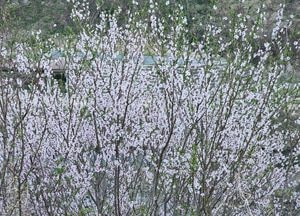 [오늘 날씨] 경기·인천(13일, 월)…봄기운 완연, 미세먼지 ‘보통’