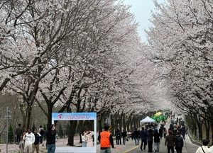 여주흥천남한강벚꽃축제 43만명 몰려…역대 최고 기록