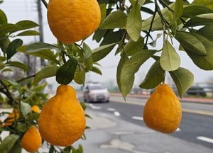 [내일 날씨] ‘초여름 기온’…일교차 15도 건강 유의