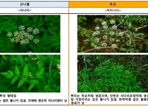 “산나물인 줄 알았는데 독초”…봄철 채취 사고 주의보