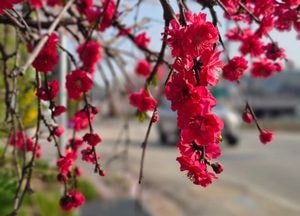 [오늘 날씨] 경기·인천(17일, 금)…흐리고 건조, 낮 최고 20도