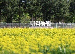 양주나리농원, 5월 9~17일 봄 무료 개장…청보리·유채꽃 봄 정취 만끽