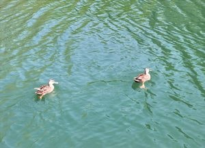 [내일 날씨] 낮 29℃까지 올라…대기 매우 건조