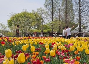 [사진으로 봤다] 봄꽃과 인파…평택 꽃나들이 현장