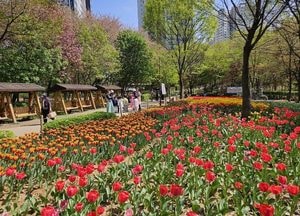 인천 남동구, 공원 3곳 튤립 3만본 만개…도심 봄꽃 명소 조성