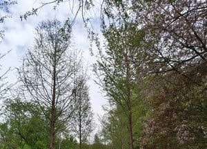 용인특례시, 임도시설 정비사업 착공...우기 전 ‘산림 안전망 구축’